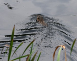 Muskrats are more buoyant than beavers, so more of their body is visible when swimming