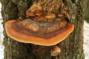 Named because of their shape, shelf or bracket fungi are also called conks