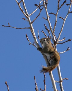 Red squirrels loudly scold any intruder in their territory