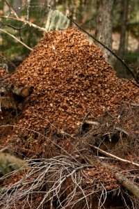 Red squirrels often eat cones on top of their midden, adding to the pile