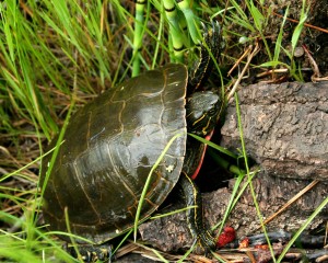 Scutes form designs on a turtle's shell specific to each species 