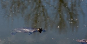 Streamlined shells help painted turtles swim more efficiently