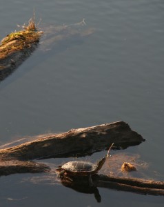 Painted turtle basking in spring sun