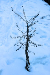 Hound's-tongue plant with seeds still attached