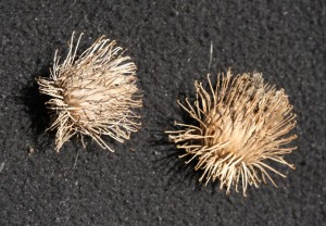 Burdock burs on fleece