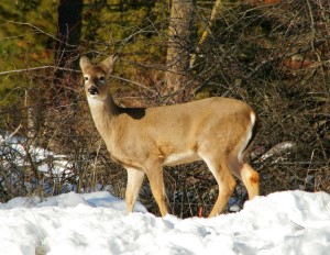 A deer's coat can keep it warm to minus 30 F