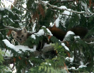 Martens increase the density of their fur to stay warm