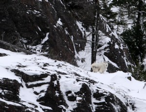 Mountain goats are adapted to endure the extreme cold