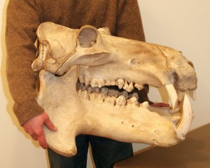 Hippos have high-crowned molars