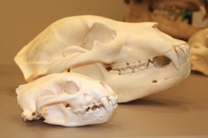 The canine teeth are prominent on these two skulls