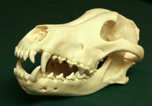 Carnivores, such as wolves, have carnassial teeth to shear meat