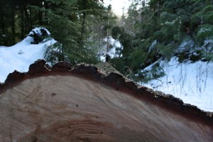 Bark is only a few inches thick on a grand fir over 150 years old.