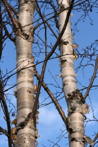 Bark peeling off birch trees.