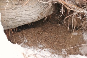 From the den entrance, the rear end of the black bear is barely visible