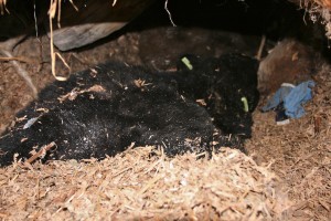 Inside the den, the black bear rests with her head away from the entrance. Her two ear tags are visible along with the blue blindfold biologists used when taking off her GPS collar.