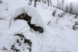 Biologists covered the entrance to the bear den with snow so the sow wouldn't think it was spring when she woke up from the drugs.