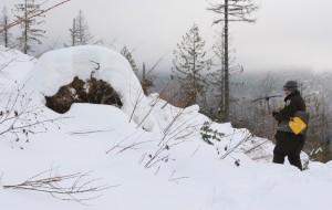 Telemetry is used to locate the collar in the den (on the left)