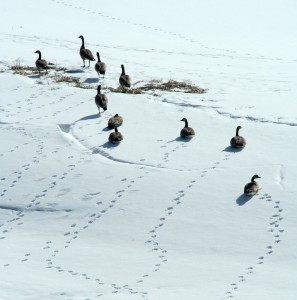 When geese can't keep their feet from freezing, they tuck one or both feet into their feather to warm them up.