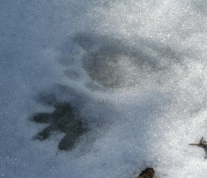 Partially melted raccoon tracks in the snow