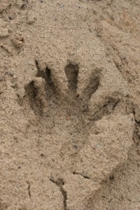 Raccoon track on sandy shore