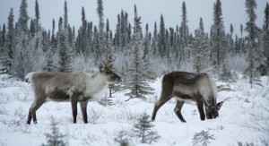 Caribou splay their hooves to gain more surface area when walking through the snow. 