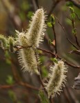 Catkin-Pussy willow