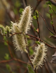 Willow catkins either appear before the leaves emerge or with the leaves