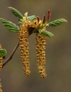Alders produce both male and female flowers on the same tree