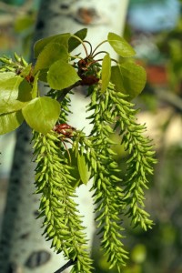 Aspen catkins forming seeds