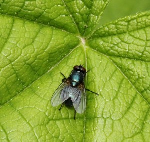A blow fly outside on a thimbleberry leaf