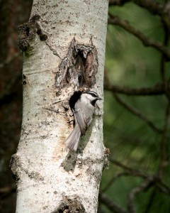 Chickadees will defend a small territory during breeding season