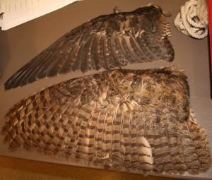 Fast-flying raptor's wing on top, owl wing on bottom
