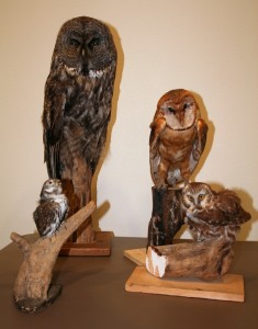 Largest to smallest: Great gray owl, barn owl, northern saw-whet owl, northern pygmy-owl