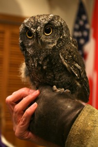 Western screech-owl