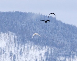White raven against a snowy hillside