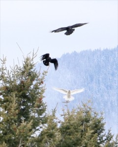 Rare white raven