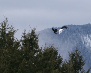 Two ravens harassing a white raven