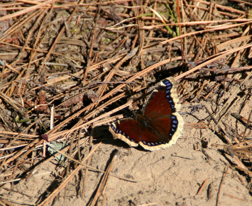 Mourning cloak butterflies often look tattered in the spring because they are one of the few butterflies to overwinter as an adult