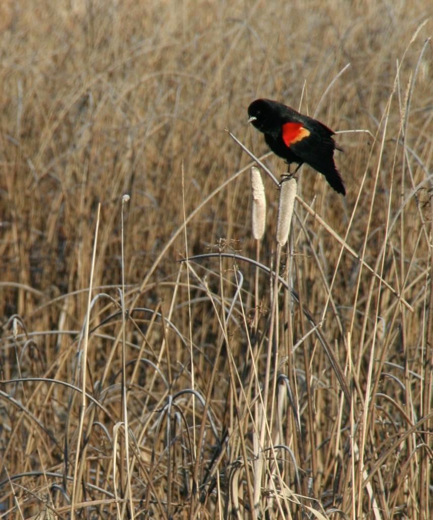 The red shoulder feathers are called epaulets (or epaulettes) on a male red-winged blackbird.