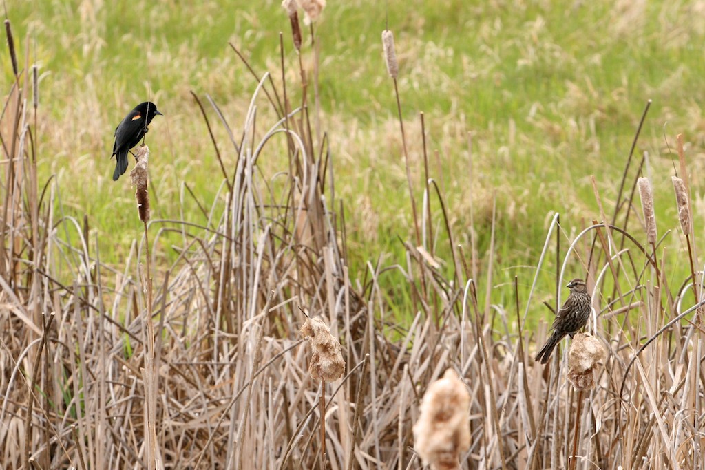 Female red-winged blackbirds resemble a sparrow more than their name. A male and female red-winged blackbird.