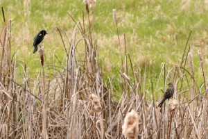 Female red-winged blackbirds resemble a sparrow more than their name
