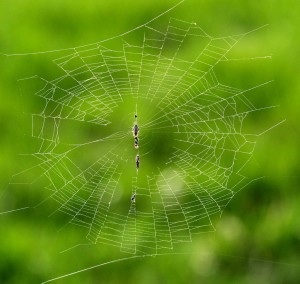 A spider waits in the middle of its web