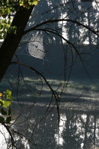 Orb webs are the most commonly recognized spiderwebs