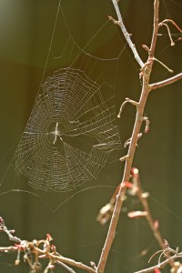 Orb webs need at least three attachment points but more attachment points are used if possible