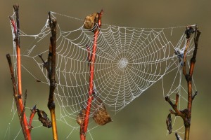 Dew and rain can't dissolve a spider's web because the silk is insoluble to water. However, the silk will absorb water and swell.