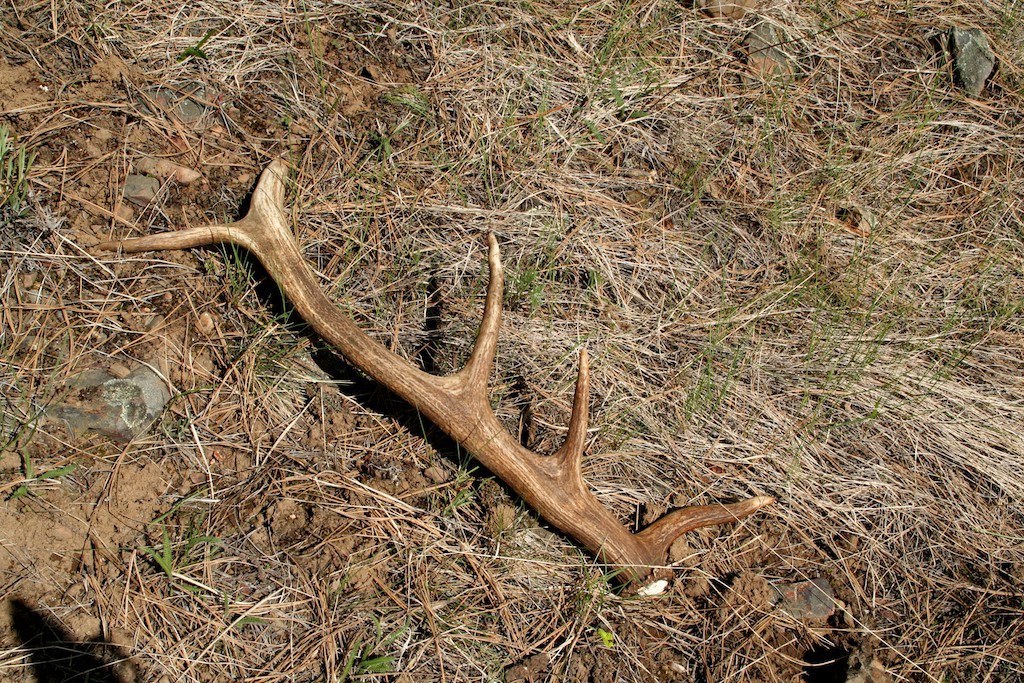 Elk antler