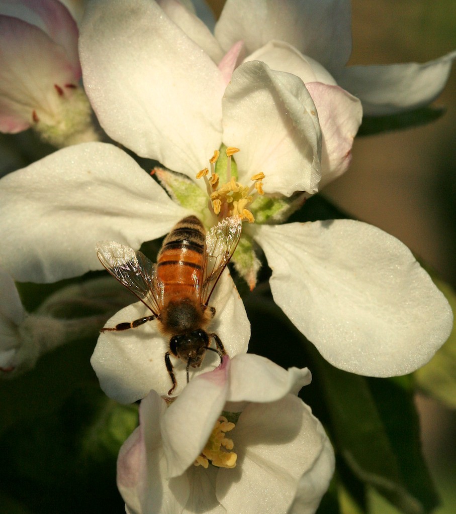 Worker bees collect all the pollen and nectar for the hive