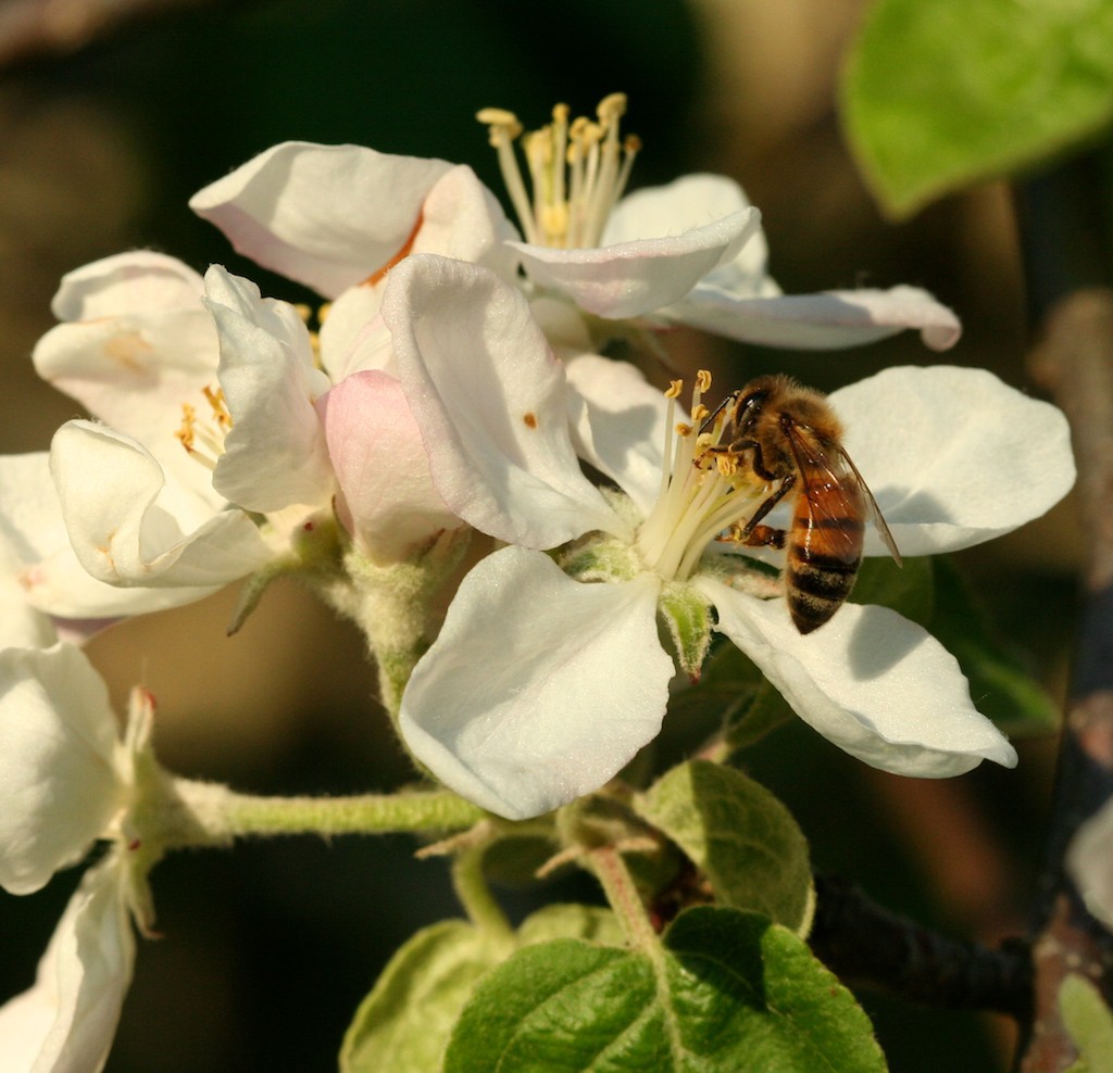 Worker bees use their tongues to slurp up nectar