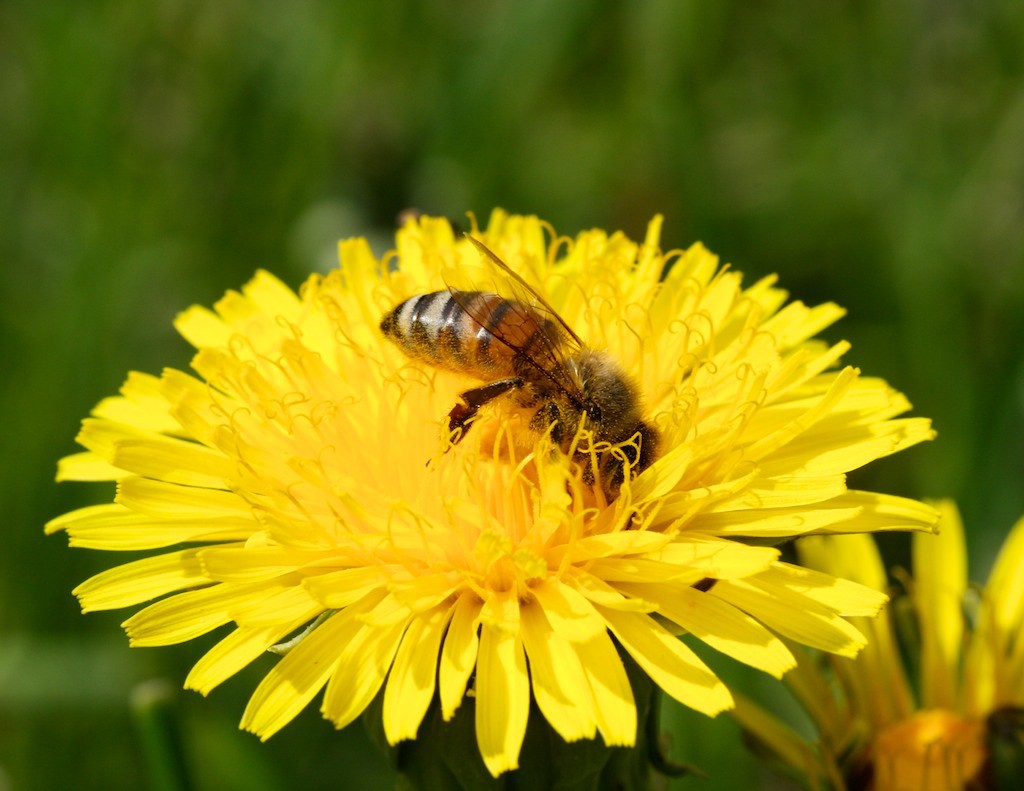 Honeybees have pollen baskets on their hind legs to carry pollen back to the hive