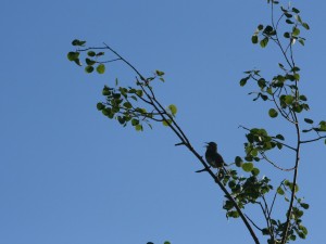 A western meadowlark sings at dawn